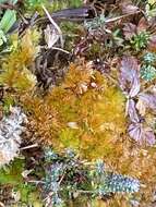 Image of Low sphagnum moss