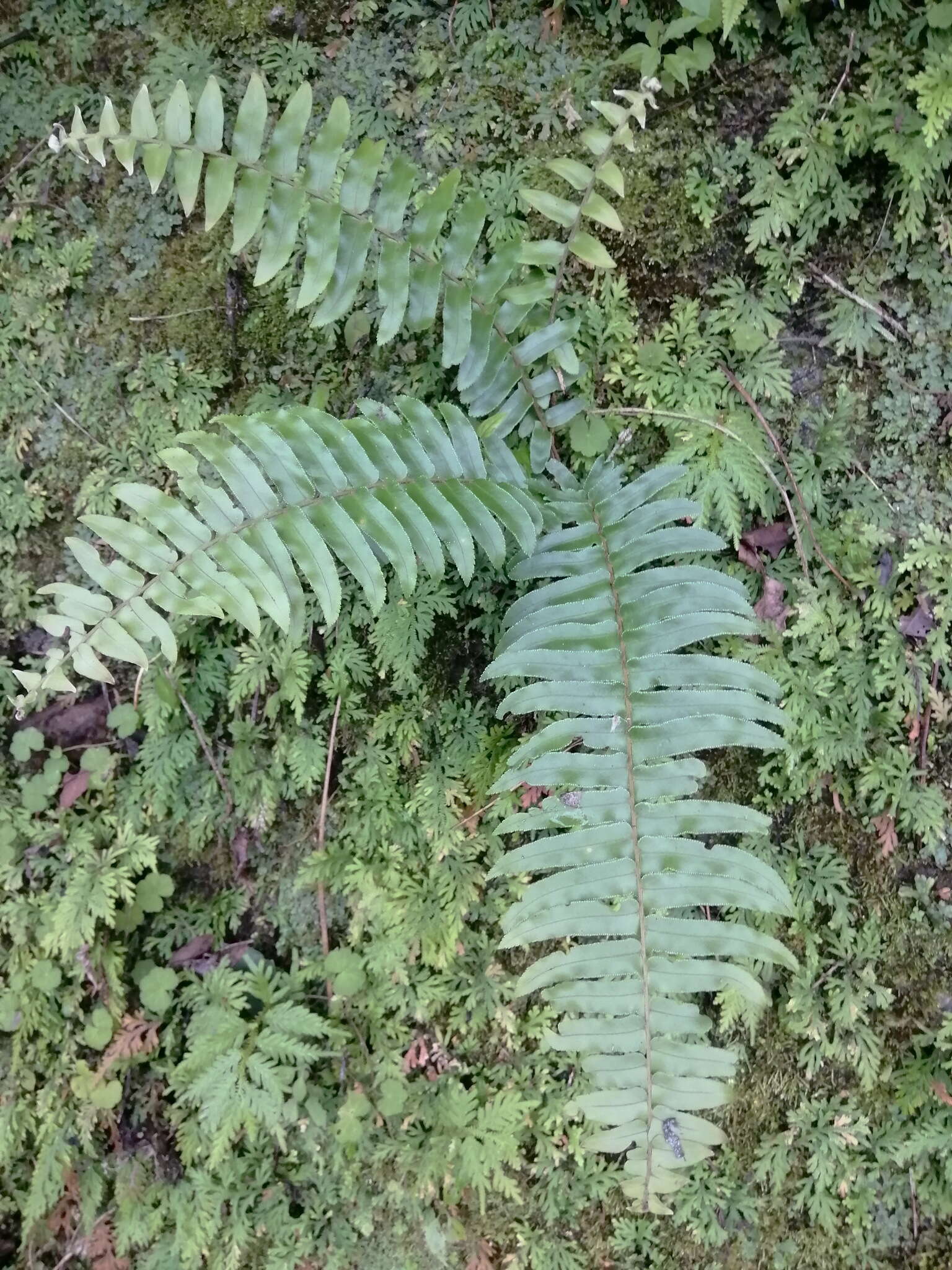 Image of Asian sword fern