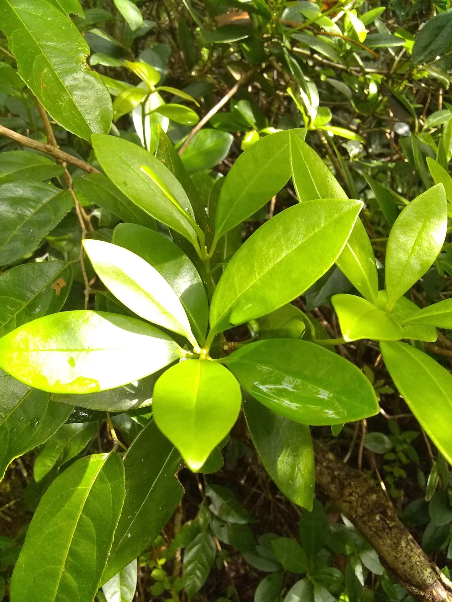 Image de Illicium hottense A. Guerrero