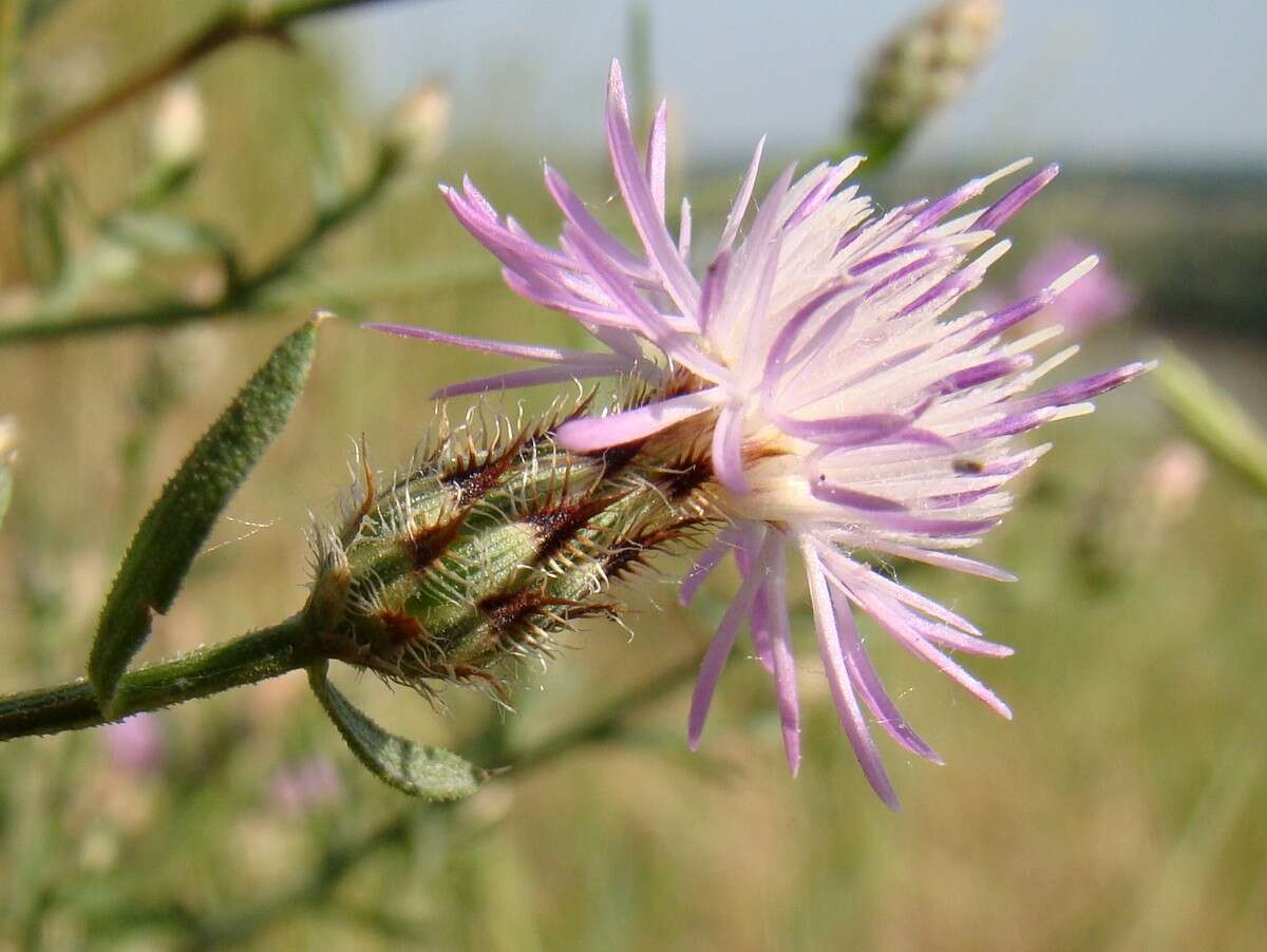 Image of diffuse knapweed