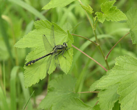 Слика од Ribes spicatum subsp. hispidulum (Jancz.) L. Hämet-Ahti