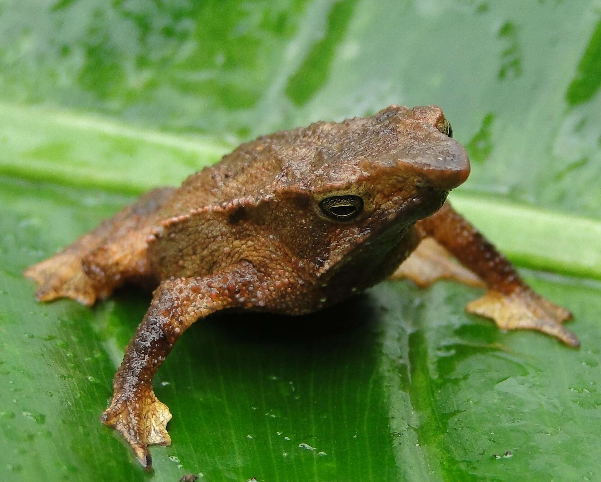 صورة Rhinella festae (Peracca 1904)