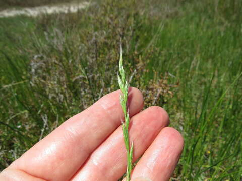 Image of Italian Rye Grass