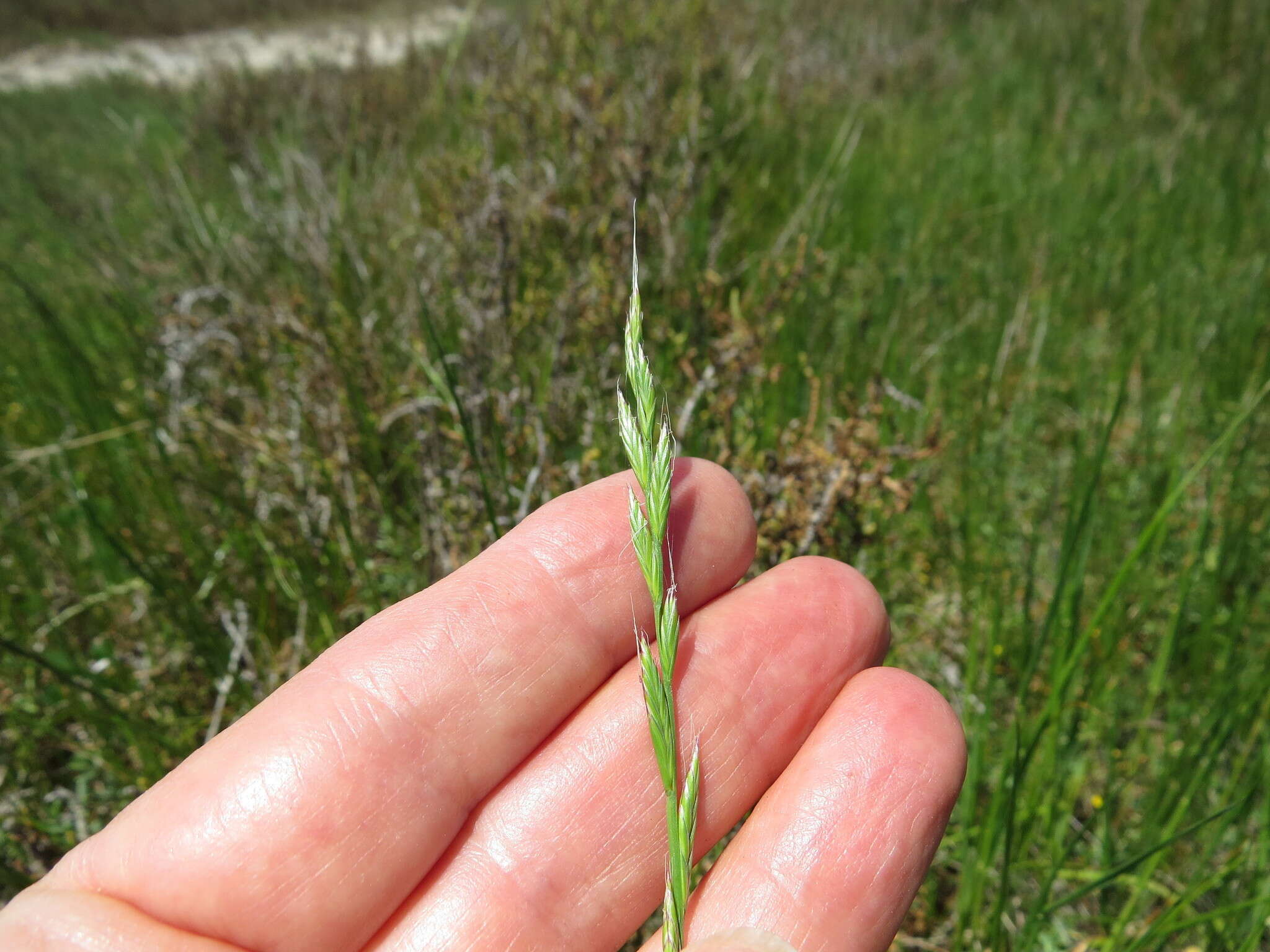 Image of Italian Rye Grass