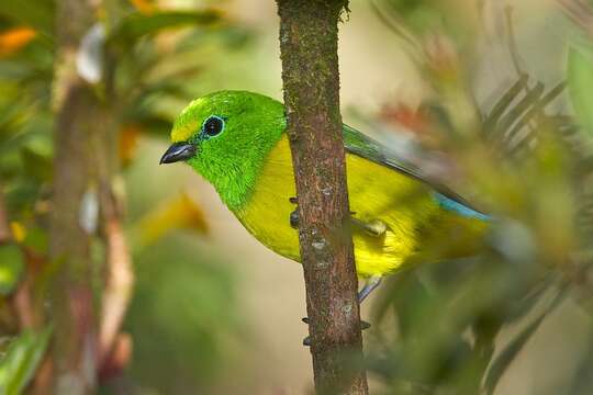 Image of Blue-naped Chlorophonia