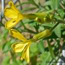 Image of Erysimum candicum subsp. candicum