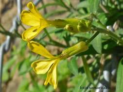 Image of Erysimum candicum subsp. candicum