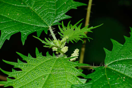 Sivun Girardinia diversifolia subsp. suborbiculata (C. J. Chen) C. J. Chen & Friis kuva