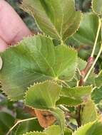 Image of Tilia dasystyla Steven