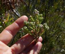 Image of Phylica pinea Thunb.