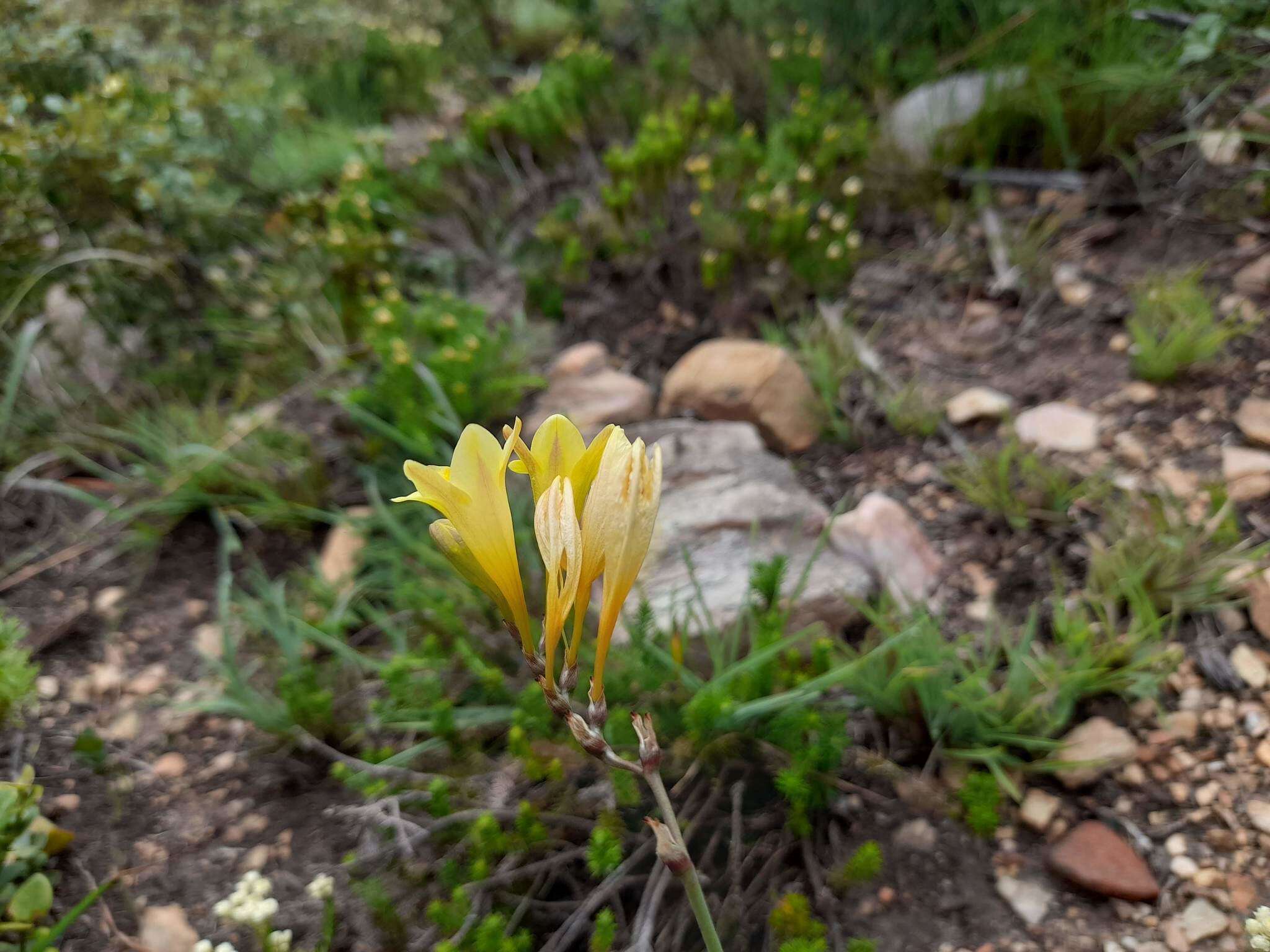 Freesia corymbosa (Burm. fil.) N. E. Br. resmi