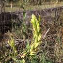 Image of stiff yellow Indian paintbrush