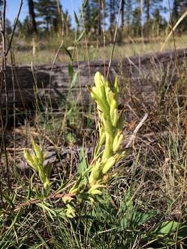 Image of stiff yellow Indian paintbrush