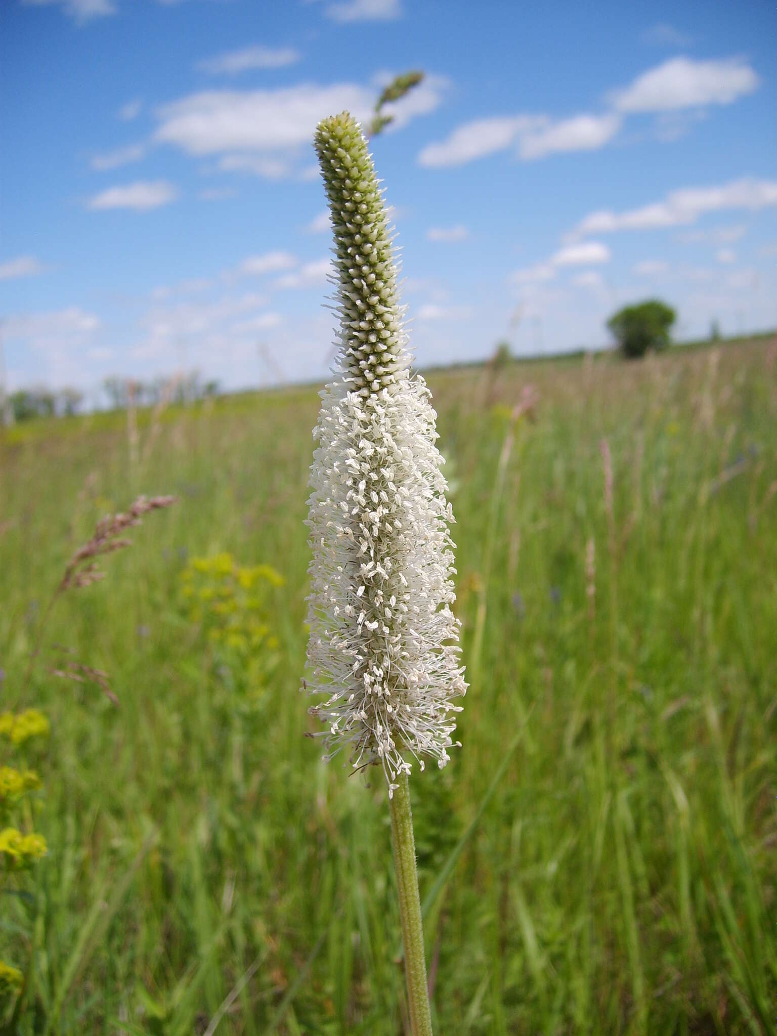 صورة Plantago maxima Juss. ex Jacq.