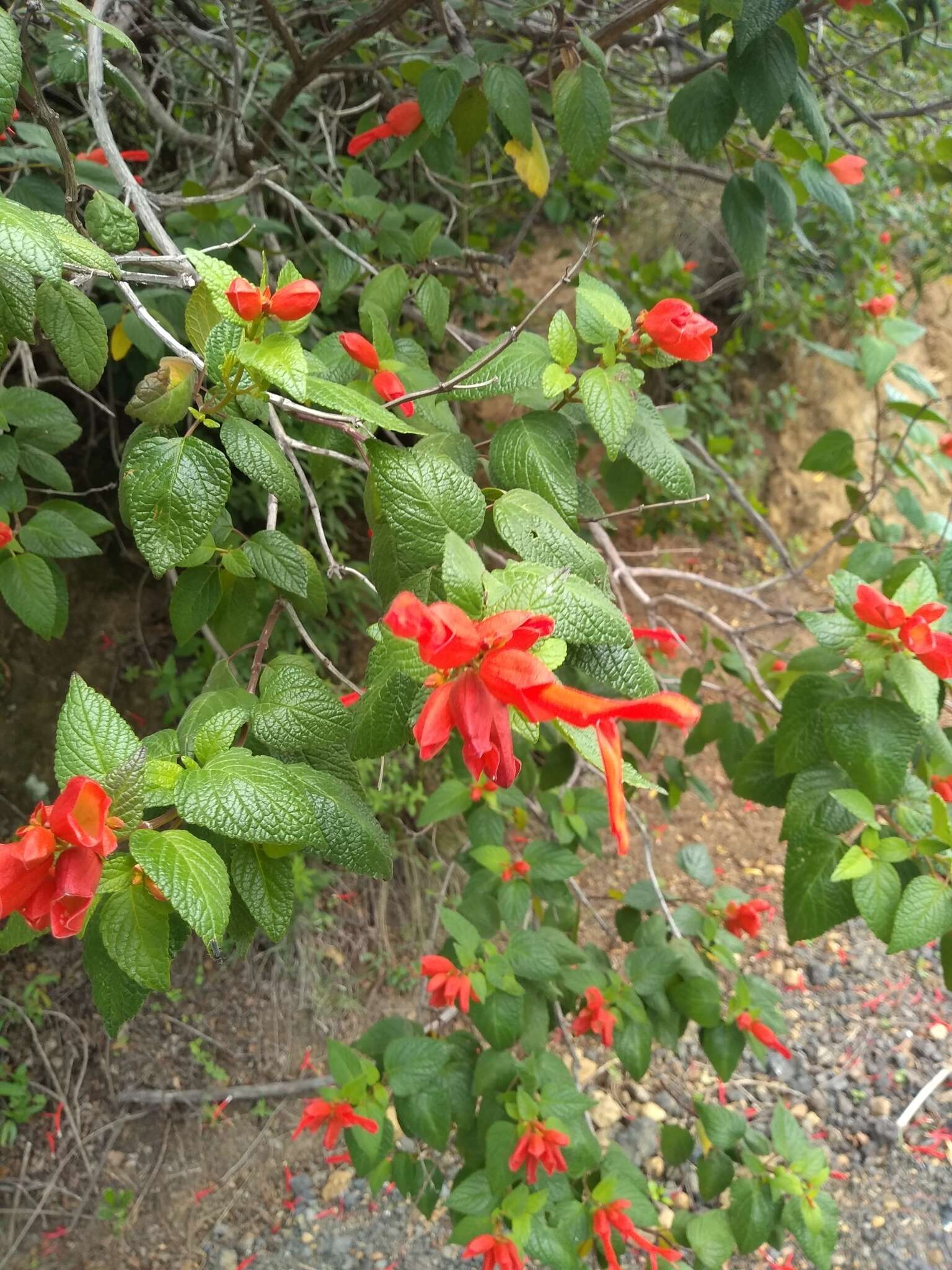 Image of Salvia sessei Benth.