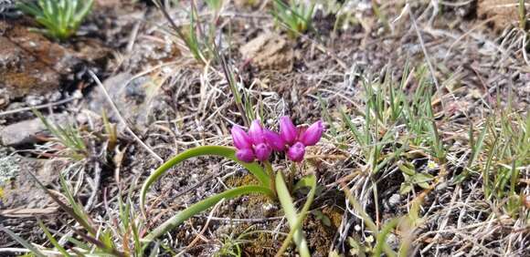 Allium scilloides Douglas ex S. Watson resmi