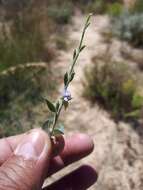 Image of Psoralea alata (Thunb.) T. M. Salter