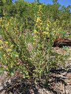 Image of Wright's goldenrod