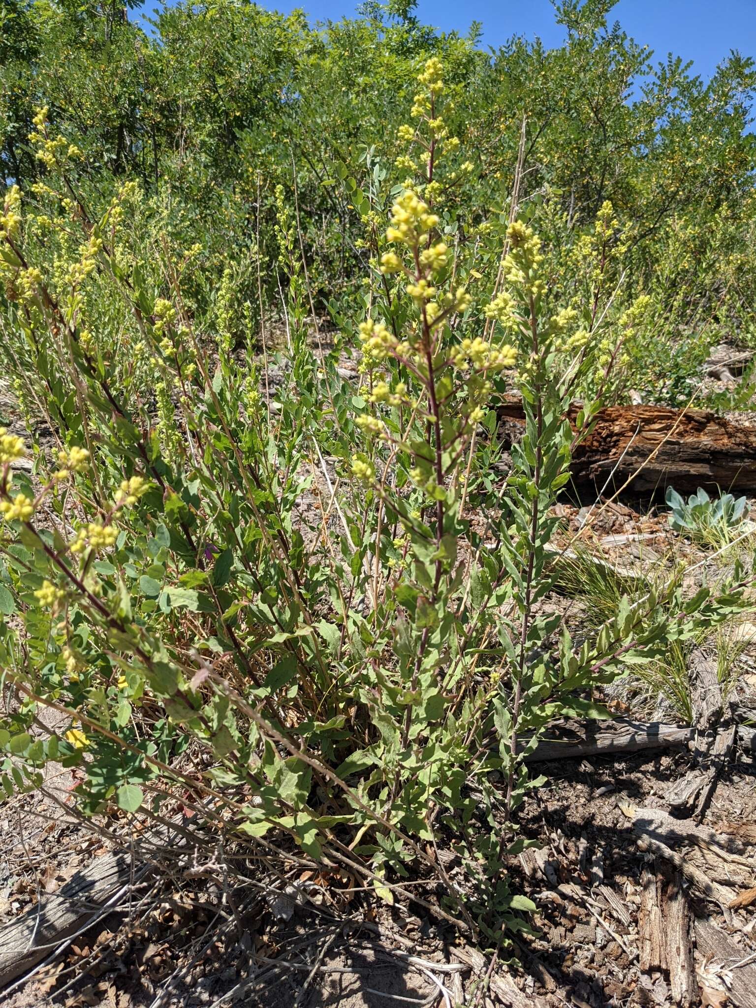 Image of Wright's goldenrod