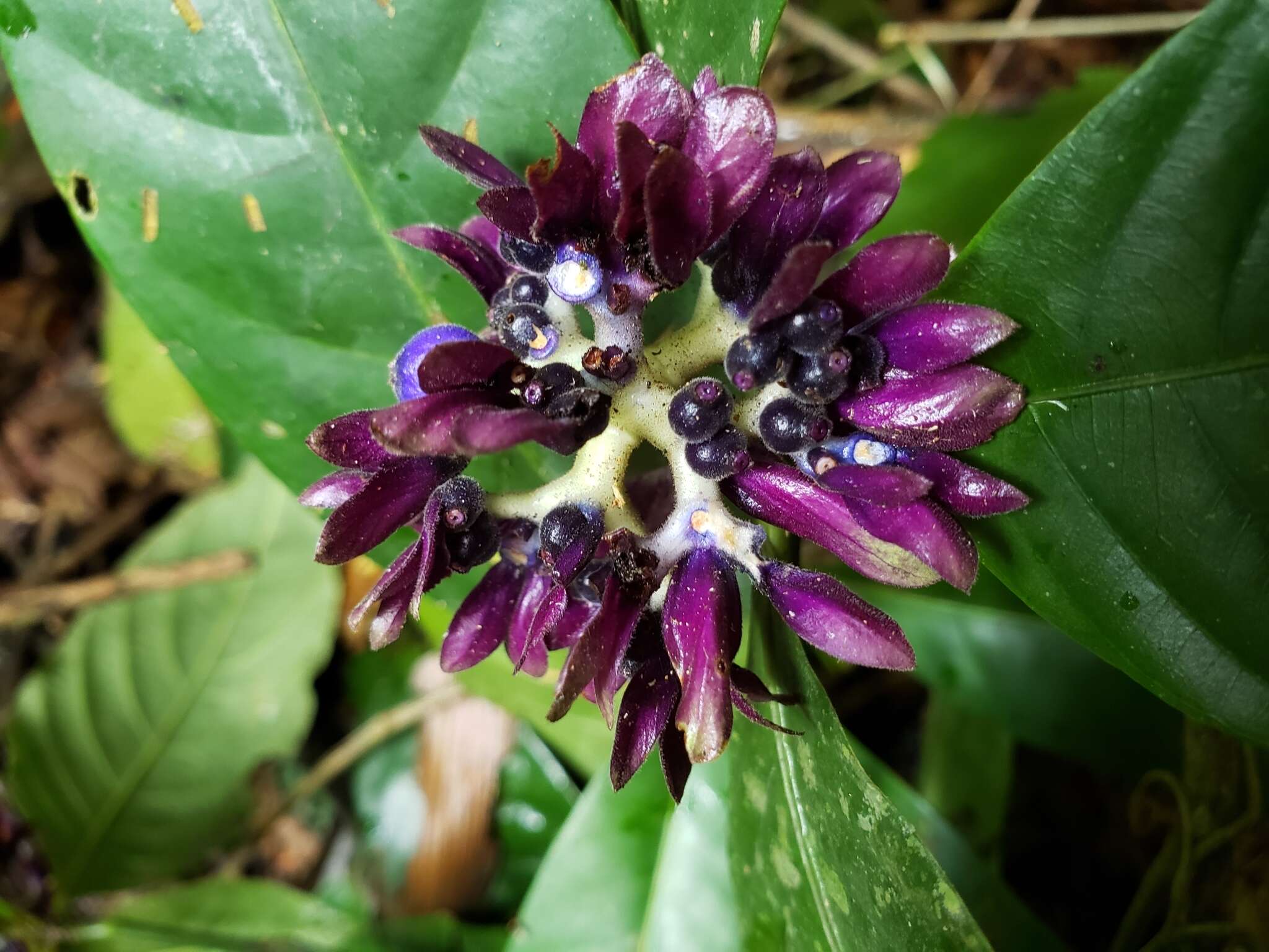 Image of Palicourea suerrensis (Donn. Sm.) Borhidi