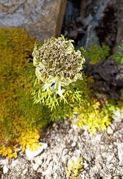 Image of Hymenidium brunonis (Wall. ex DC.) Lindl.