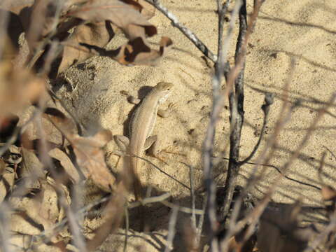 Image of Dunes Sagebrush Lizard