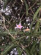 Image of Solanum croatii W. G. D' Arcy & R. C. Keating