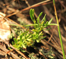 Image of Lewton's milkwort