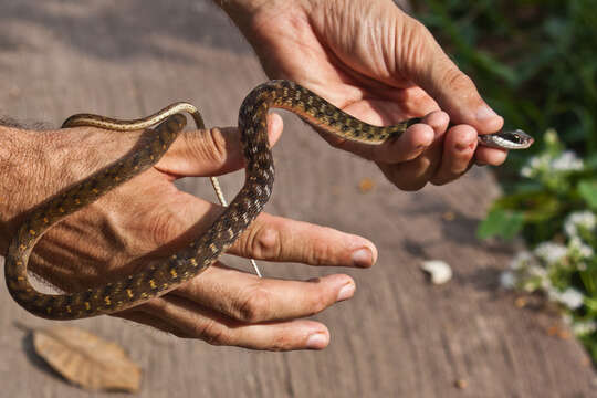 Image of Southern Water Snake