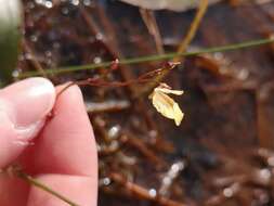 Imagem de Utricularia bremii Heer