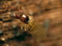 Image of Mycodrosophila claytonae Wheeler & Takada 1963