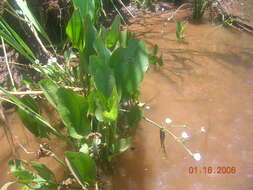 Image of Dieffenbachia aglaonematifolia Engl.