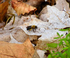 Image of Neighborly Andrena