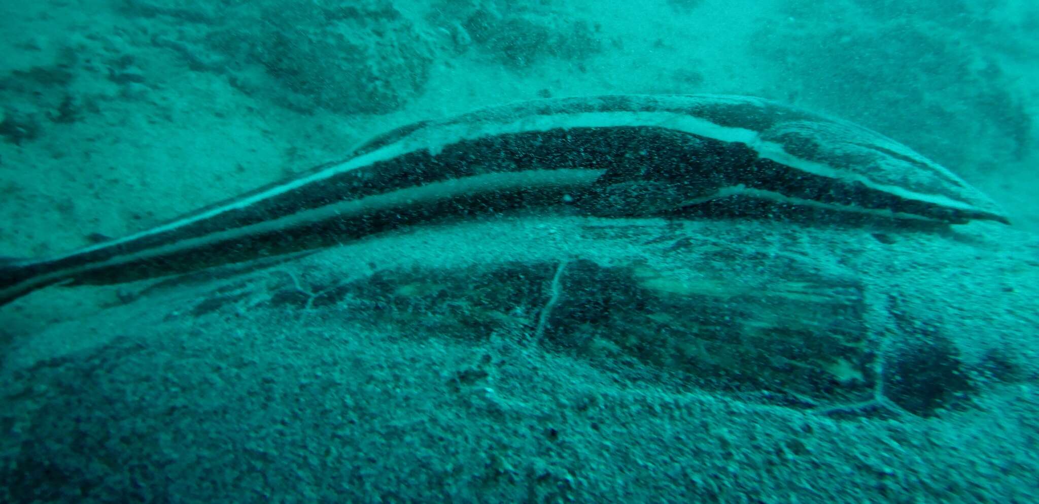 Image of Remora