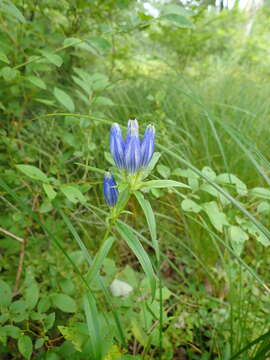 Imagem de Gentiana linearis Froel.