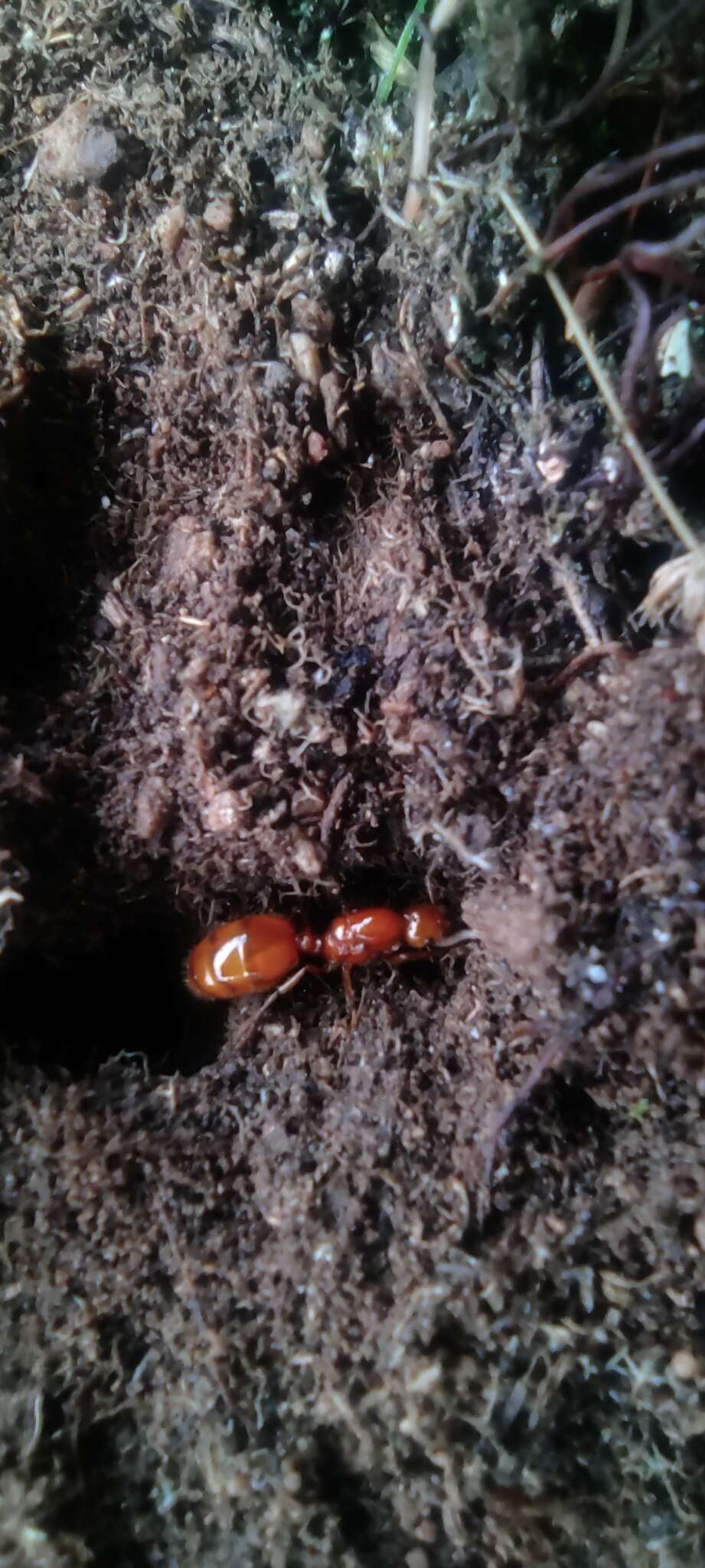 Image of Solenopsis weyrauchi Trager 1991