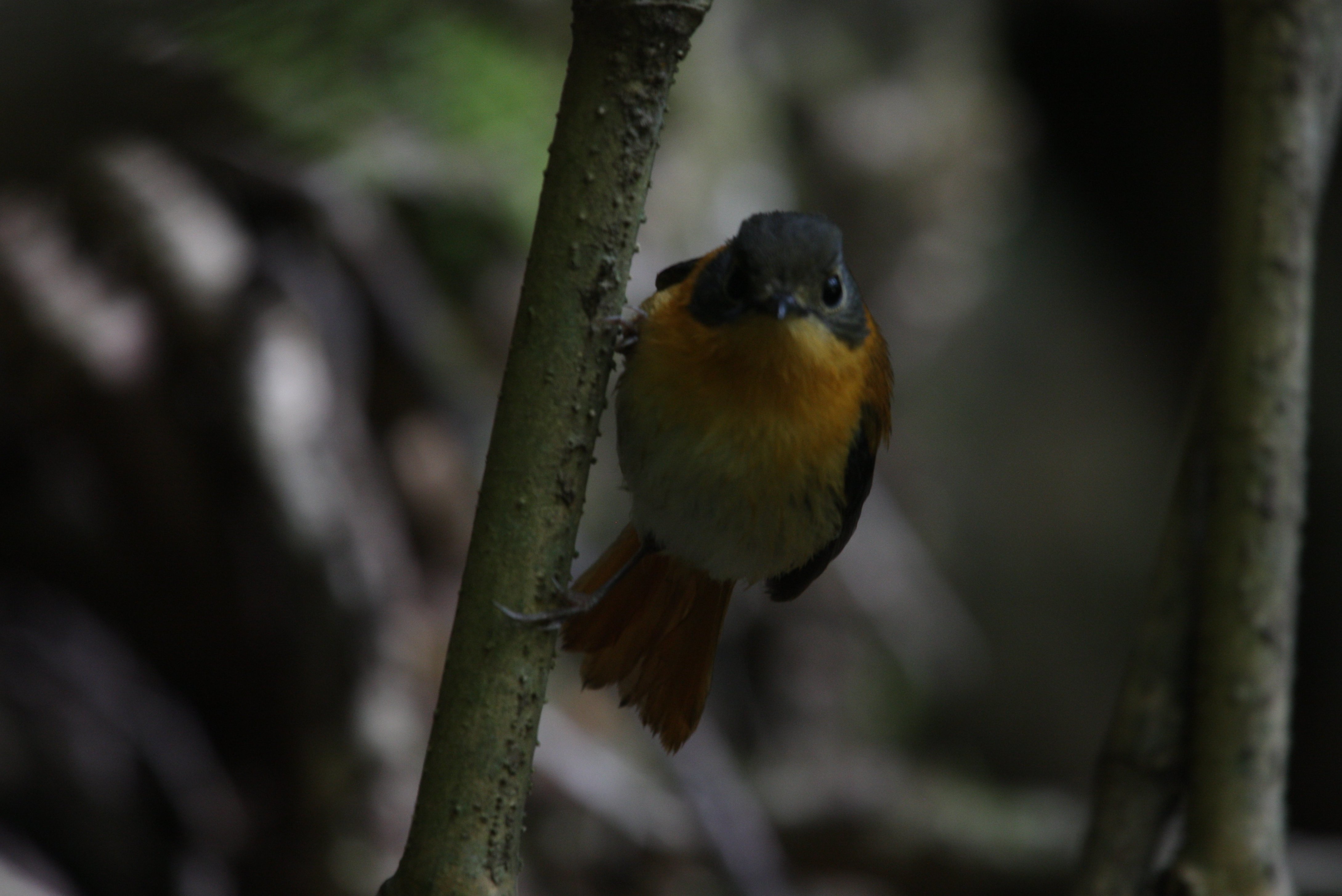 Image of Black-and-orange Flycatcher