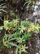 Image of Peperomia leptophylla Miq.