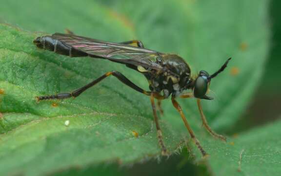 Image of Dioctria rufipes (Scopoli 1763)