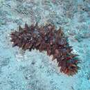 Image of Tubercule Sea Cucumber