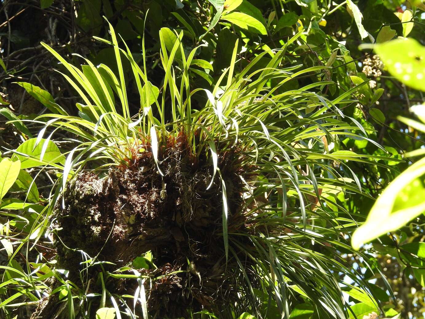 Image of Maxillaria meleagris Lindl.