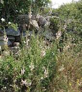 Image de Antirrhinum graniticum Rothm.