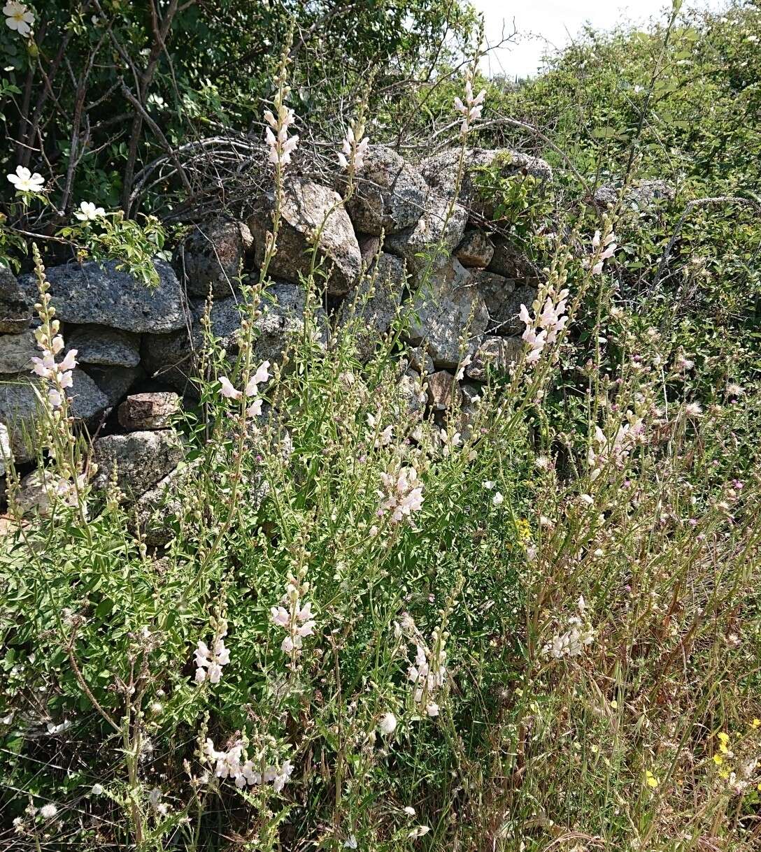 Image de Antirrhinum graniticum Rothm.