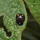 Image of Micrathena patruelis (C. L. Koch 1839)