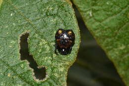 Image of Micrathena patruelis (C. L. Koch 1839)