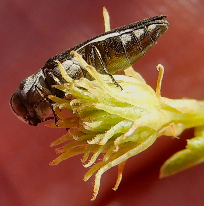 Image of Agrilus addendus Crotch 1873