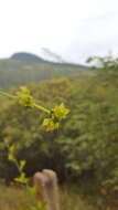 Image of <i>Sechiopsis triquetra</i>
