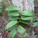 Plancia ëd Ripogonum discolor F. Muell.