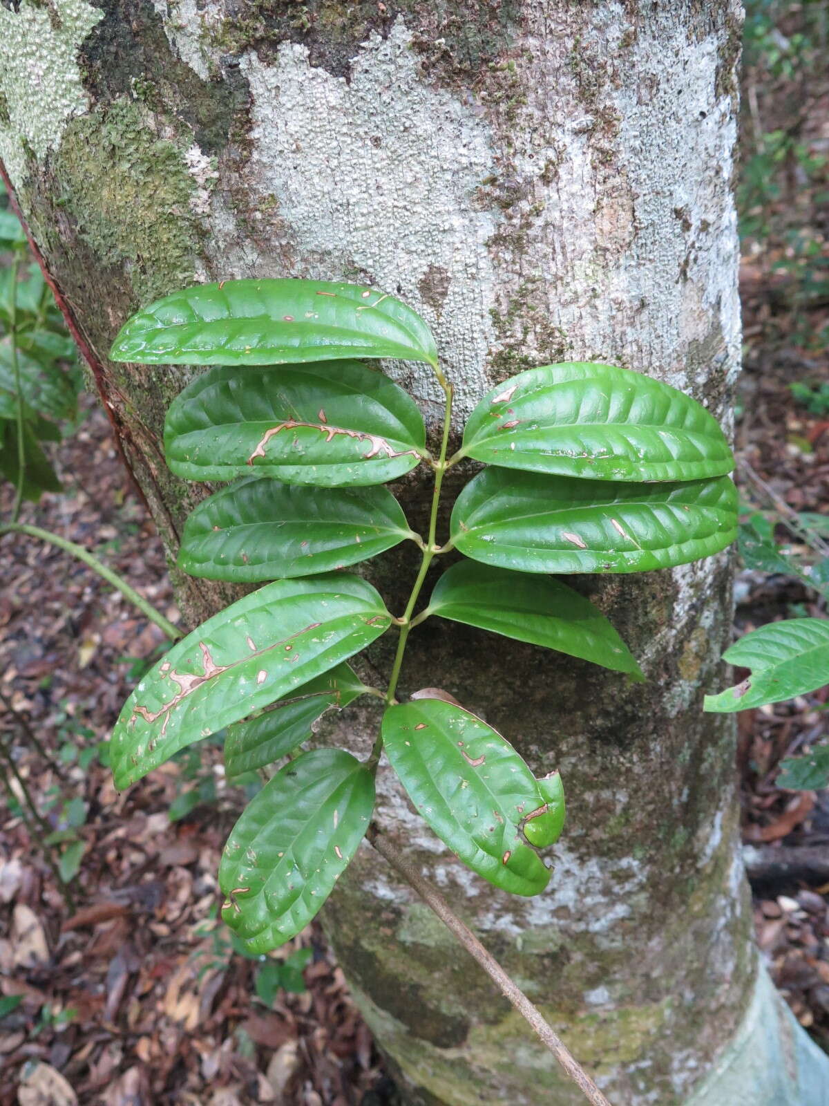 Image of Ripogonum discolor F. Muell.