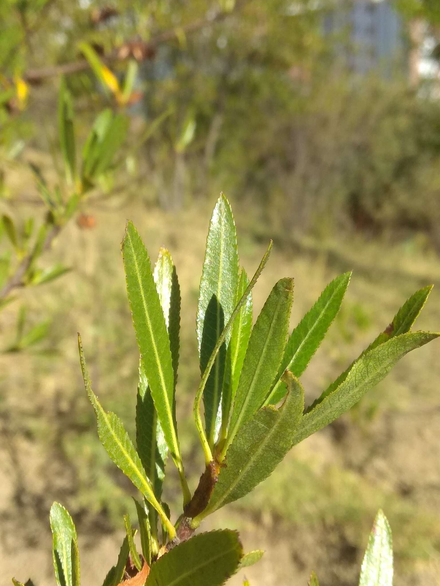 Kageneckia lanceolata Ruiz & Pav.的圖片